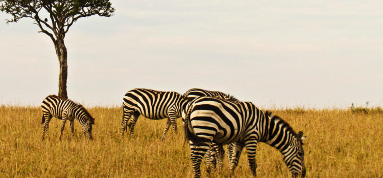 10-days-kenya-tanzania-safari6