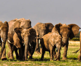 14-days-tanzania-safari