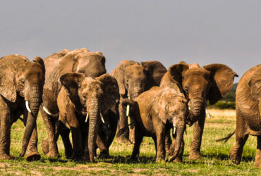 14-days-tanzania-safari