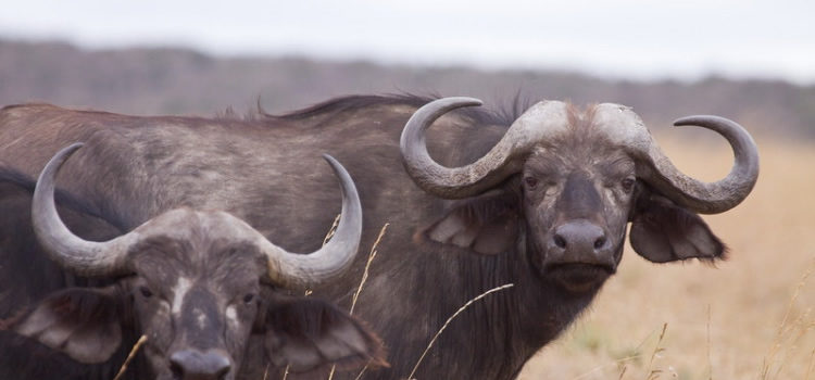 buffalos in mara
