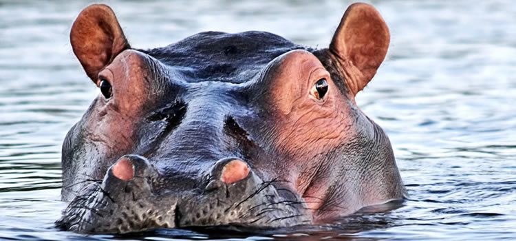 hippos_in mzima springs