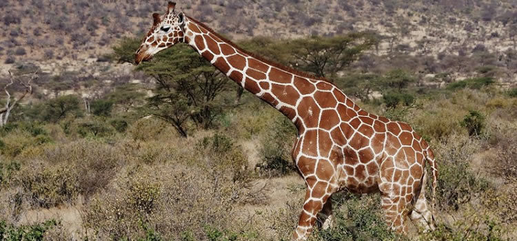 reticulated giraffe in mara
