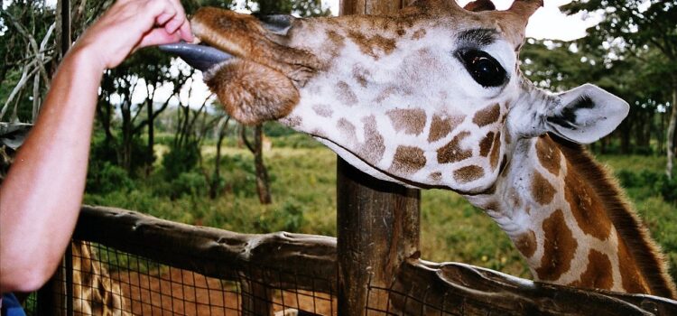 Giraffe_feeding