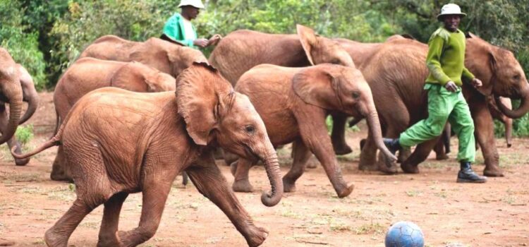 elephants_orphanage