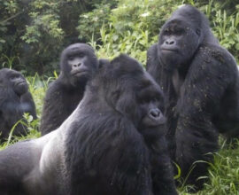 4 days silver back Bwindi