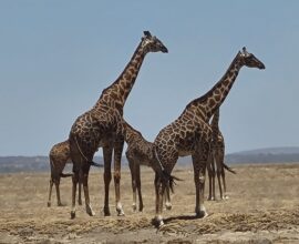 6days ngoro ngoro crater safari