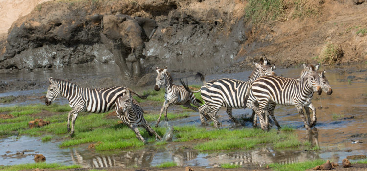 10-days-kenya-tanzania-safari3