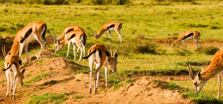 6-days-kenya-and-tanzania-safari4