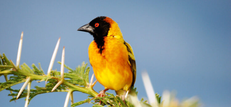 birdlife in tsavo