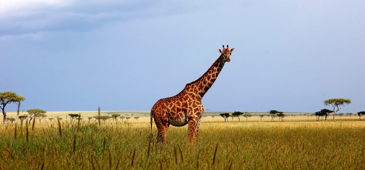 tsavo wildlife safari-4days