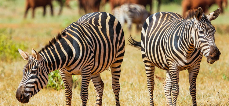 zebra in Tsavo