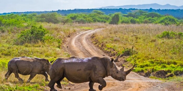 nairobi-National-park-rhinos