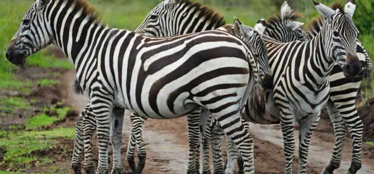 zebra-nairobi national park