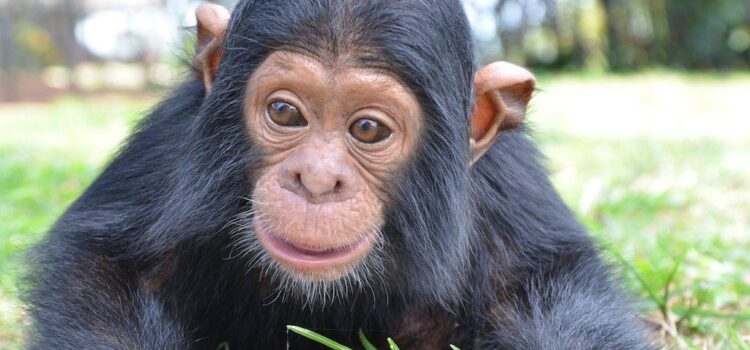 Chimpanzee Ngamba Island